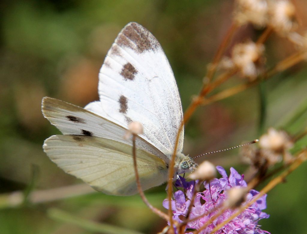 Pieris mannii? No, Pieris napi